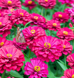 ZINNIA elegans (Zinnia, Dark Violet)