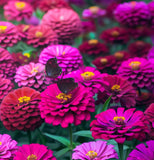 ZINNIA elegans (Zinnia, Dark Violet)