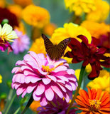 ZINNIA elegans 'Dahlia Flowered Mix' (Zinnia, Mixed - Dahlia Flowered Mix)