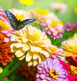 ZINNIA elegans 'Dahlia Flowered Mix' (Zinnia, Mixed - Dahlia Flowered Mix)
