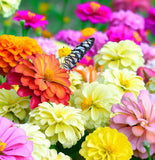 ZINNIA elegans 'Dahlia Flowered Mix' (Zinnia, Mixed - Dahlia Flowered Mix)