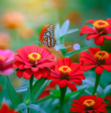 ZINNIA elegans 'Will Rogers' (Zinnia, Red - Will Rogers)