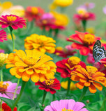 Zinnia haageana 'Persian Carpet' (Mexican Zinnia - Persian Carpet)