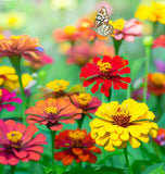 Zinnia haageana 'Persian Carpet' (Mexican Zinnia - Persian Carpet)