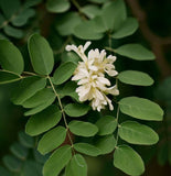 Gymnocladus dioicus (Kentucky Coffee Tree)