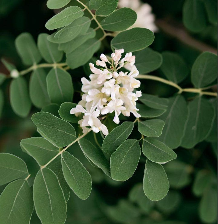 Gymnocladus dioicus (Kentucky Coffee Tree)