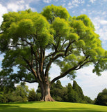 Gymnocladus dioicus (Kentucky Coffee Tree)