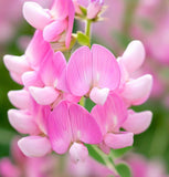 HEDYSARUM boreale (Utah Sweetvetch)