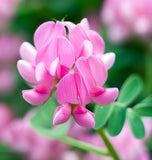 HEDYSARUM boreale (Utah Sweetvetch)