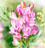 HEDYSARUM boreale (Utah Sweetvetch)