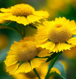 HELENIUM amarum (Dwarf Helenium)