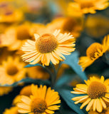 HELENIUM autumnale (Autumn Sneezeweed)