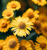 HELENIUM autumnale (Autumn Sneezeweed)