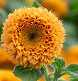 HELIANTHUS Annuus 'Dwarf Sungold' Sunflower, Dwarf Double - Dwarf Sungold (Teddy Bear)