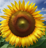 HELIANTHUS Annuus Grey Stripe (Sunflower, Grey Stripe)