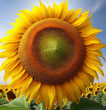 HELIANTHUS Annuus Grey Stripe (Sunflower, Grey Stripe)