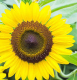 HELIANTHUS Annuus 'Lemon Queen' (Sunflower - Lemon Queen)