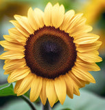 HELIANTHUS Annuus 'Lemon Queen' (Sunflower - Lemon Queen)