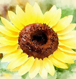 HELIANTHUS Annuus 'Lemon Queen' (Sunflower - Lemon Queen)