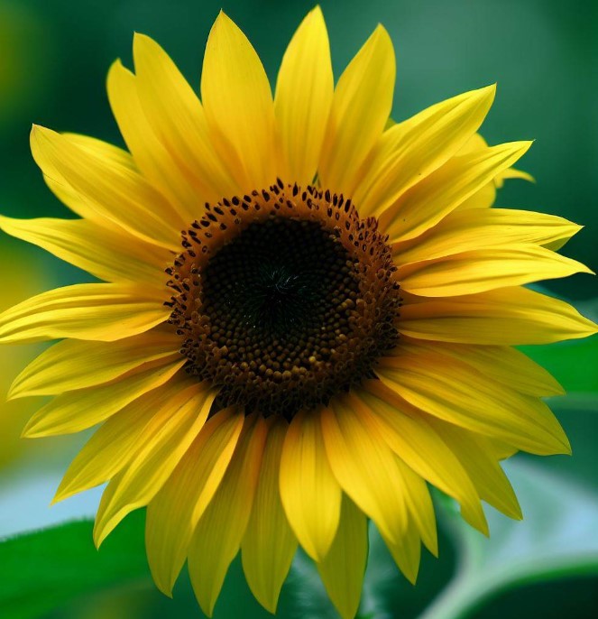 HELIANTHUS Annuus (Wild Sunflower)
