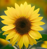 HELIANTHUS Annuus (Wild Sunflower)