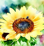 HELIANTHUS Annuus (Wild Sunflower)