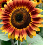 HELIANTHUS Annuus 'Autumn Beauty' (Sunflower - Autumn Beauty)