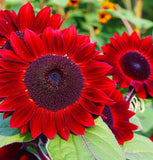 HELIANTHUS Annuus 'Velvet Queen' (Sunflower - Velvet Queen)