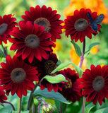 HELIANTHUS Annuus 'Velvet Queen' (Sunflower - Velvet Queen)