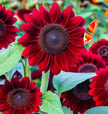 HELIANTHUS Annuus 'Velvet Queen' (Sunflower - Velvet Queen)