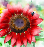 HELIANTHUS Annuus 'Velvet Queen' (Sunflower - Velvet Queen)