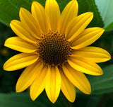 HELIANTHUS angustifolius (Swamp Sunflower)