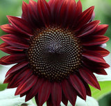 HELIANTHUS annuus 'Chocolate Cherry' (Sunflower - Chocolate Cherry)