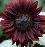 HELIANTHUS annuus 'Chocolate Cherry' (Sunflower - Chocolate Cherry)