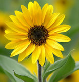 HELIANTHUS petiolaris  (Prairie Sunflower)