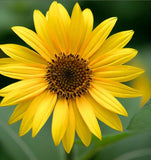 HELIANTHUS petiolaris  (Prairie Sunflower)