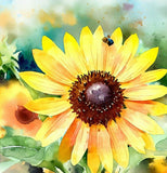 HELIANTHUS petiolaris  (Prairie Sunflower)