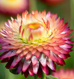 HELICHRYSUM bracteatum (Strawflower, Dwarf Mixed)