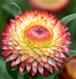 HELICHRYSUM bracteatum (Strawflower, Dwarf Mixed)