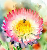 HELICHRYSUM bracteatum (Strawflower, Dwarf Mixed)