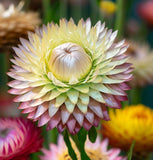 HELICHRYSUM bracteatum (Strawflower, Tall Mixed)