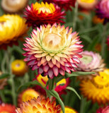 HELICHRYSUM bracteatum (Strawflower, Tall Mixed)