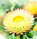 HELICHRYSUM subulifolium (Strawflower, Yellow)