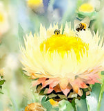 HELICHRYSUM subulifolium (Strawflower, Yellow)