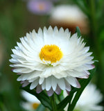 HELIPTERUM roseum (Paper Daisy)