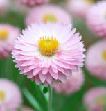 HELIPTERUM roseum (Paper Daisy)