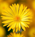 HETEROTHECA villosa (Golden Aster)