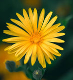 HETEROTHECA villosa (Golden Aster)