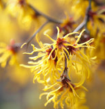 Hamamelis vernalis ( Vernal Witchazel, Ozark Witchhazel, Spring Blooming Witch Hazel)