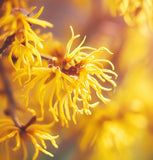 Hamamelis vernalis ( Vernal Witchazel, Ozark Witchhazel, Spring Blooming Witch Hazel)